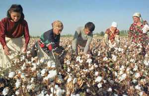 Cotton field in Tajikistan