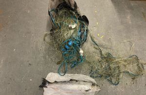 Illegal fishing net and dead sea trout