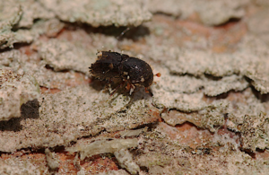 A larger European eight-toothed European spruce bark beetle.