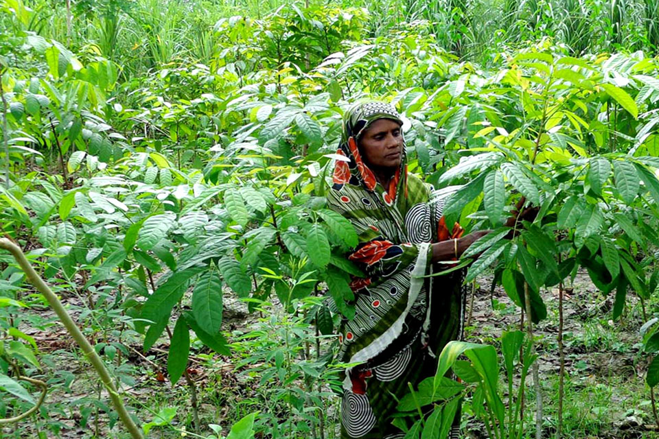 Amina tends to the plants in her nursery.