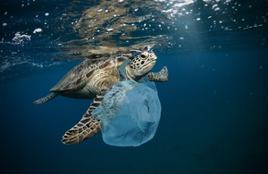 Plastic rubbish floating in the oceans near Hawksbill turtle.