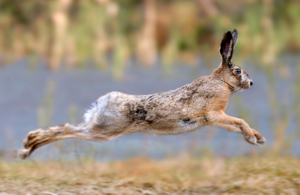 Jumping hare