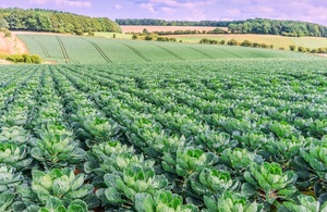 Fields of cabbages in England