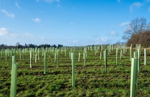 Young trees being planted