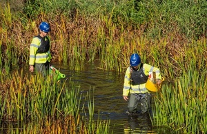 На фото видно, как сотрудники Агентства по охране окружающей среды переселяют местных раков в Нортумберленд.