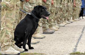 Soldiers and dogs of 104 Military Working Dog Unit at North Luffenham [Picture: Corporal Gabriel Moreno, Crown copyright]