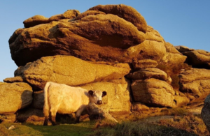 Cow in Penwith Moors landscape