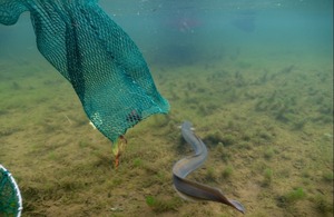 An eel being released