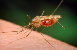 Anopheles mosquito