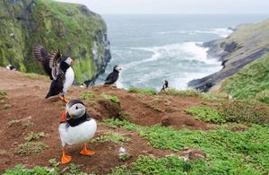 A puffin standing on a cliff edge with the sea and other puffins behind it in the background