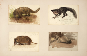 An image showing 4 drawings of animals from Joseph Wolf's collection