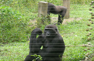 Cameroon Ape