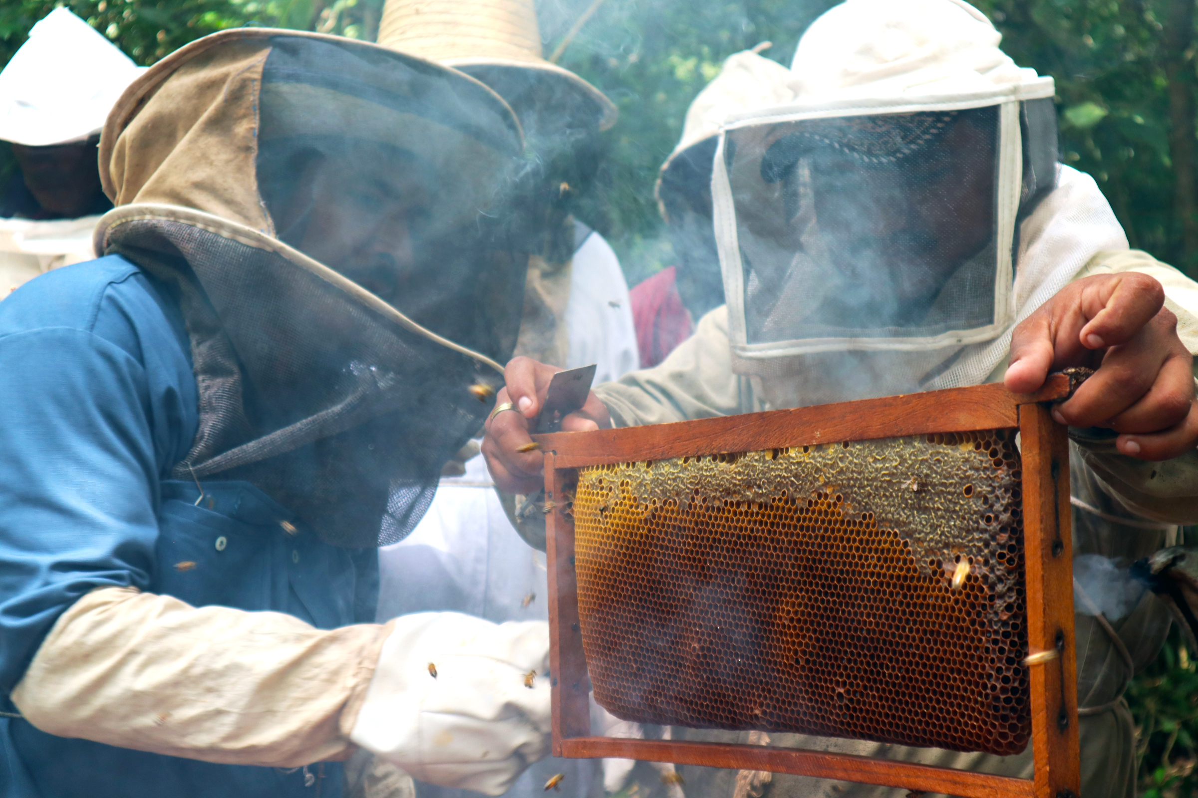 Yuca4 | UK partners with Mexican beekeepers to help mitigate climate change | The Paradise News