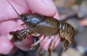 one of the native white-clawed crayfish found in the brook.