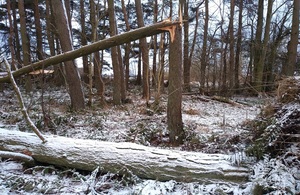 Поврежденное дерево, покрытое снегом