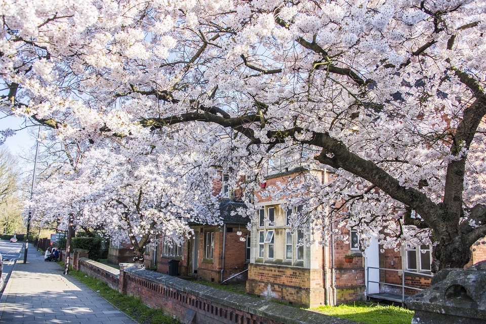 Economic value of the UK’s individual trees revealed for first time