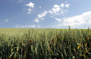катящиеся поля зеленой пшеницы с голубым небом