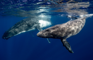 Фото горбатых китов в океане