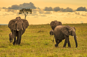 Стадо слонов (Loxodonta africana) с двумя слонятами, гуляющими в дикой природе