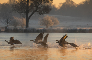 Стая птиц летит над водой.  Фото предоставлено Алексом Сабери через Photodisc / Getty Images.