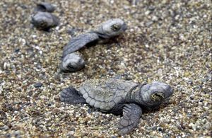 Turtle hatchlings moving along a pebbled beach.