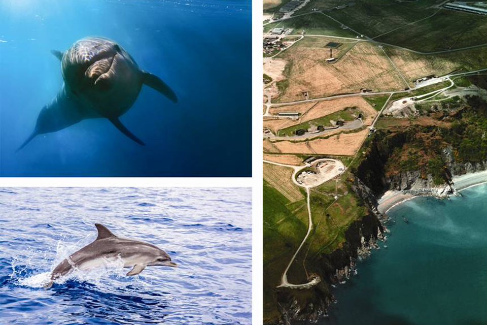 Dolphins and MOD Aberporth range head