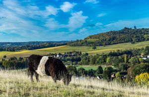 A black and white cow eating grass on a hill with rolling hills and houses in the background