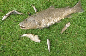 Dead fish lying on grass