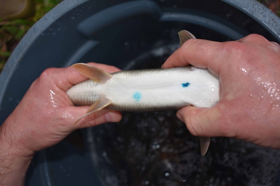 Barbel-boosting bonanza for the lovely Loddon - GOV.UK