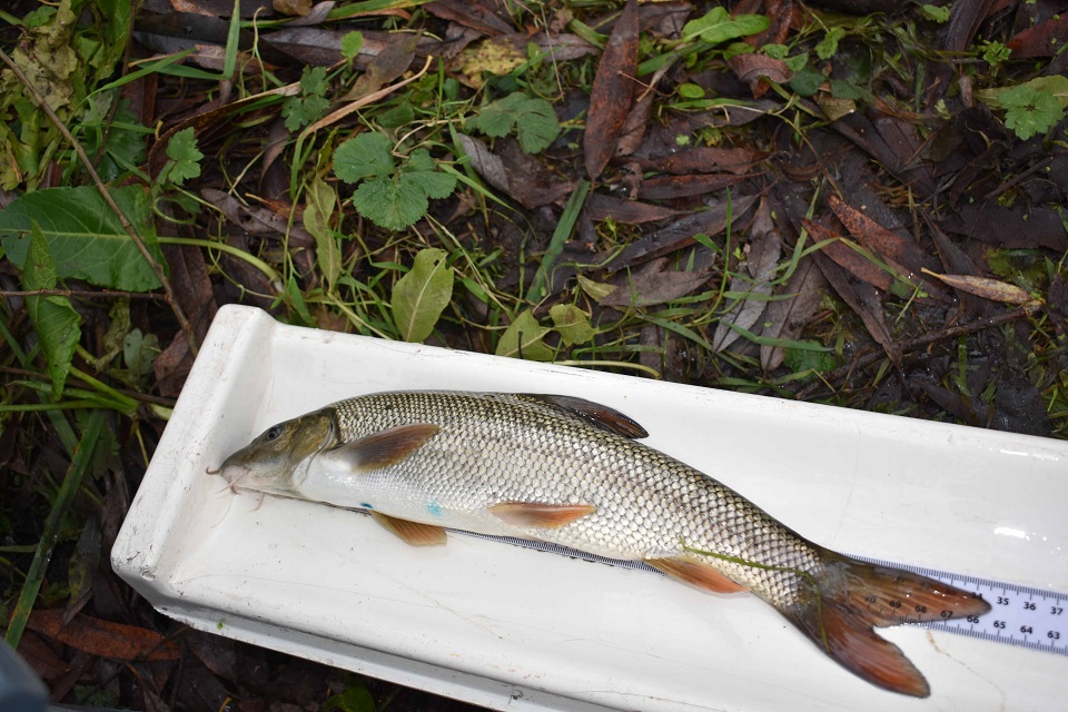 A white barbel is shown on top of a measuring tool  