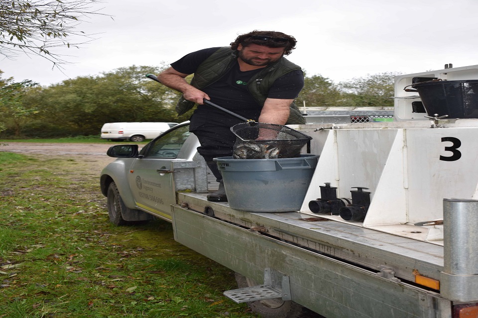 A man uses a net to transfer barbel fish into a bucket while standing on a back of a vehicle   
