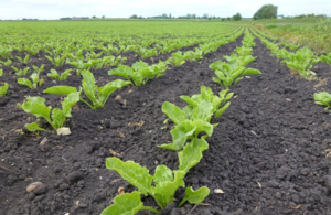 Young green sugar beet plants planted in rows in a muddy field