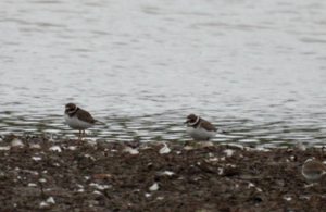 Two ring plovers are standing in water
