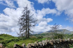 diseased larch tree with a dry stone wall in the foreground and mountains in the background with blue sky on a sunny day