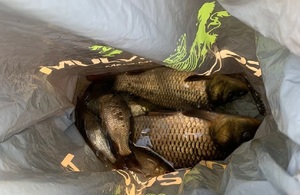 Seized fish in bag