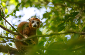 A golden crown lemur sits in a tree in a forest.