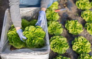 Lettuce harvest taking place on a farm