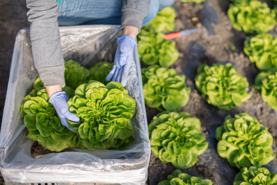 Increased government funding to boost farming productivity