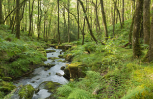 An image of a beautiful stream in the forest on Dartmoor National Park