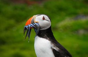 A puffin standing with fish hanging out it's mouth