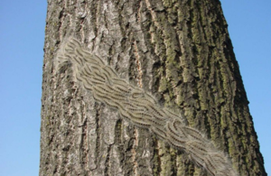Oak Processionary Moth on a tree