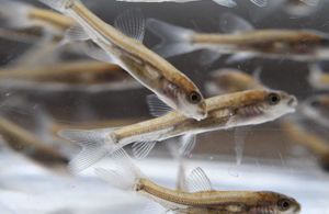 Close up image of fish fry