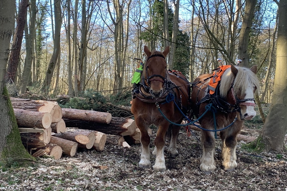 Two heavy horses in a forest pulling large logs.