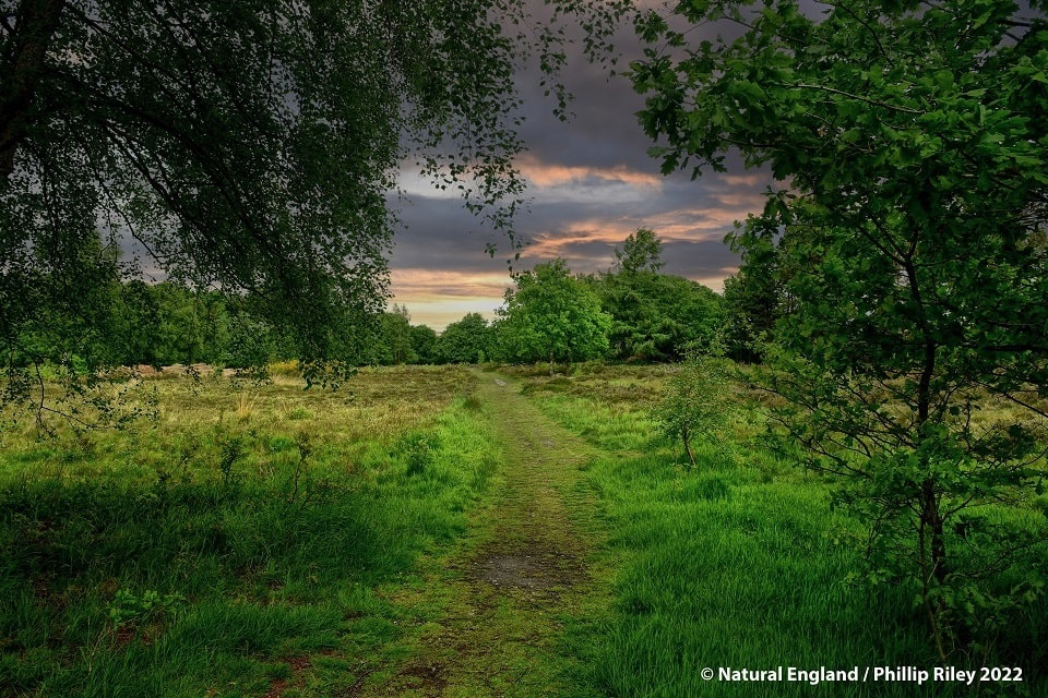Green and yellow heathland, grassland and overhanging trees are seen under threatening skies 