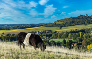 Beef cattle graze in a field and in the distance crops and woods show a natural environment.