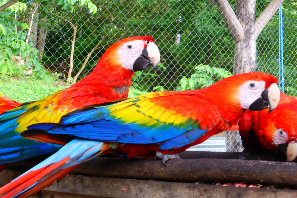 Scarlet Macaws