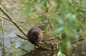 A water vole sits on a branch on a river
