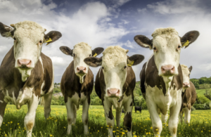 Beef cattle on green grass under blue sky