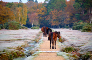 New Forest ponies and trees.