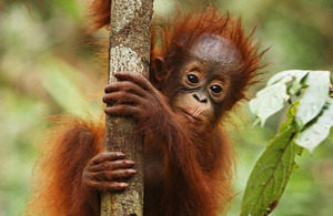 Orang-utan